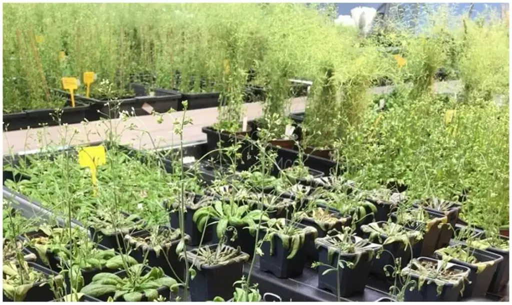 Plantas ‘Arabidopsis thaliana’ en el laboratorio del IQF. Fuente: CSIC