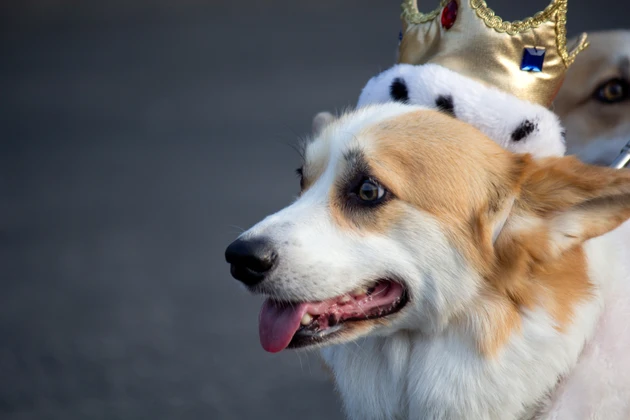 Corgi vestindo uma coroa