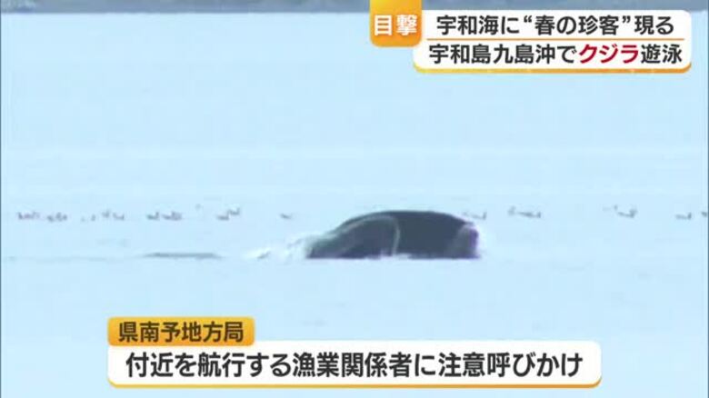 潮を吹き上げながら泳ぐ巨体　宇和島沖でクジラ目撃　春に小魚追い迷いこむことも　注意呼びかけ【愛媛】｜FNNプライムオンライン