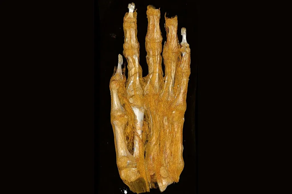 Restos momificados de un pie humano egipcio de más de 2.300 años, cuya identificación errónea durante décadas ha sido corregida gracias a escáneres de última generación