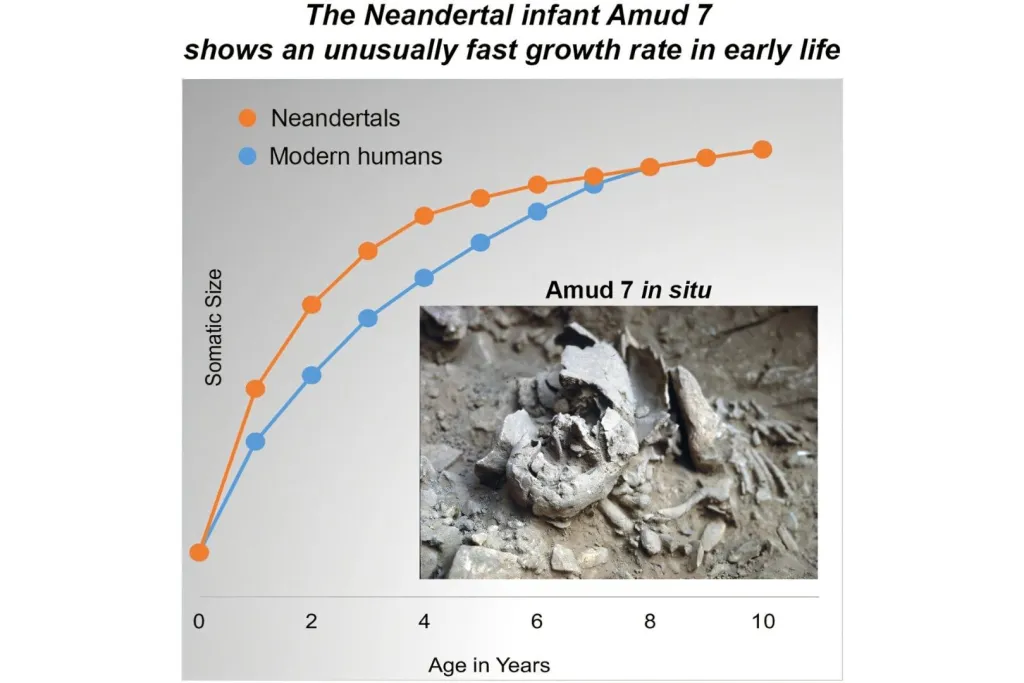 Resumen gráfico del estudio que revela el rápido crecimiento de los bebés neandertales