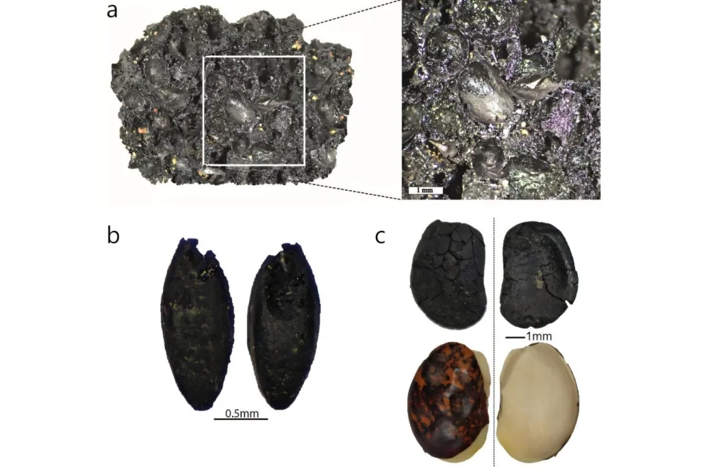 Material vegetal recuperado en la excavación de Gnith
