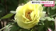 10種類1万本の「ボタン」が見頃…4万平方ｍの敷地で春を楽しめる「佐世保花園」クルメツツジやヒラドツツジも