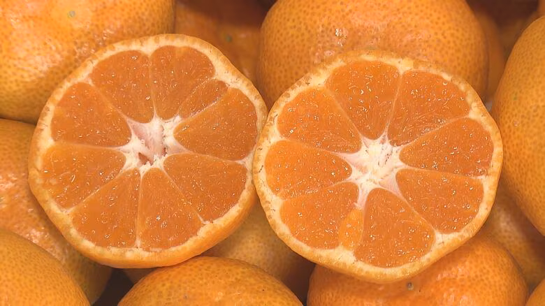 全国3位の生産量・県産のハウスみかん初競り　最高値は1玉6000円　糖度が高くよい出来に　大分｜FNNプライムオンライン