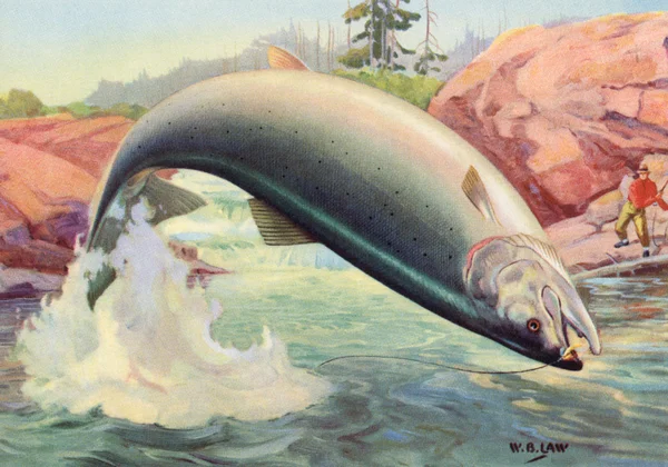 an illustration of salmon seen on its back as it splashes around in the water, a fisher visible in the background of forested outdoor scene