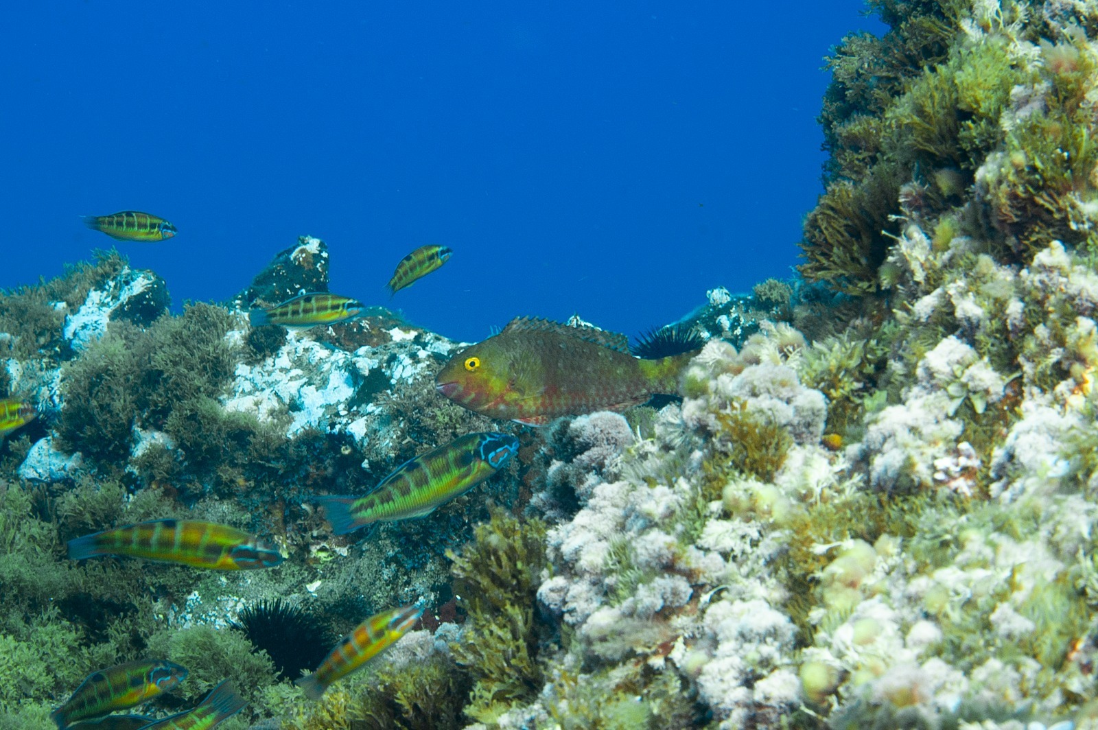 'Canthigaster capistrata', una especie de pez globo conocida como gallinita y habitual en las Islas Canarias