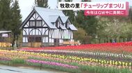絨毯のように花畑が広がる…『ひるがの高原 牧歌の里』でチューリップまつり始まる 31品種約20万本が見頃に
