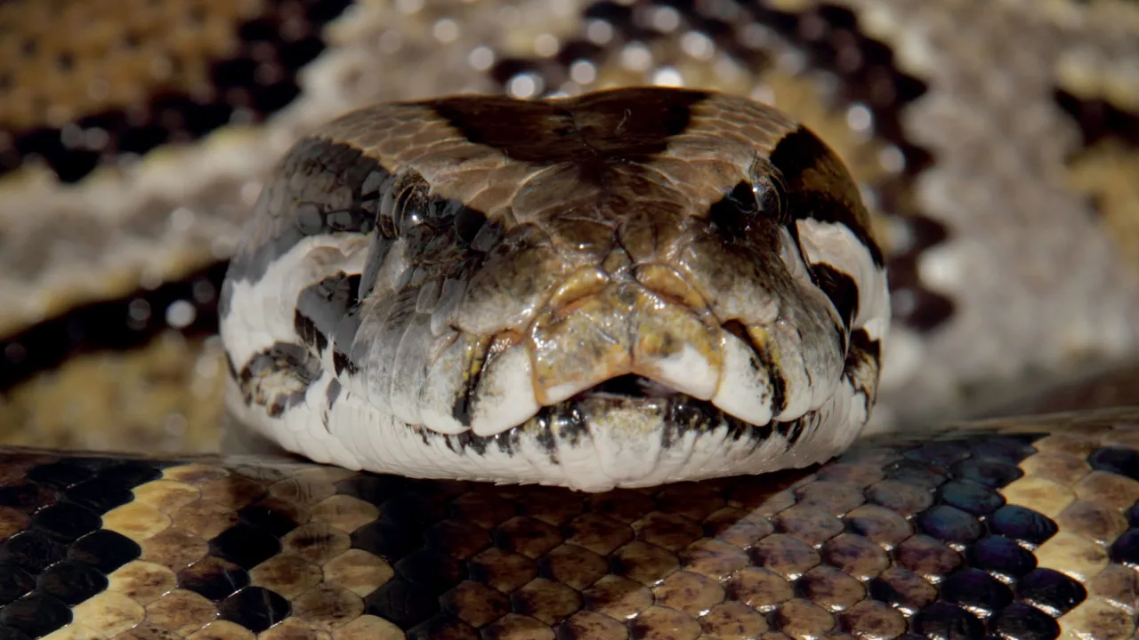 The head of a green snake with three black stripes on it The head of a green snake with three black stripes on it