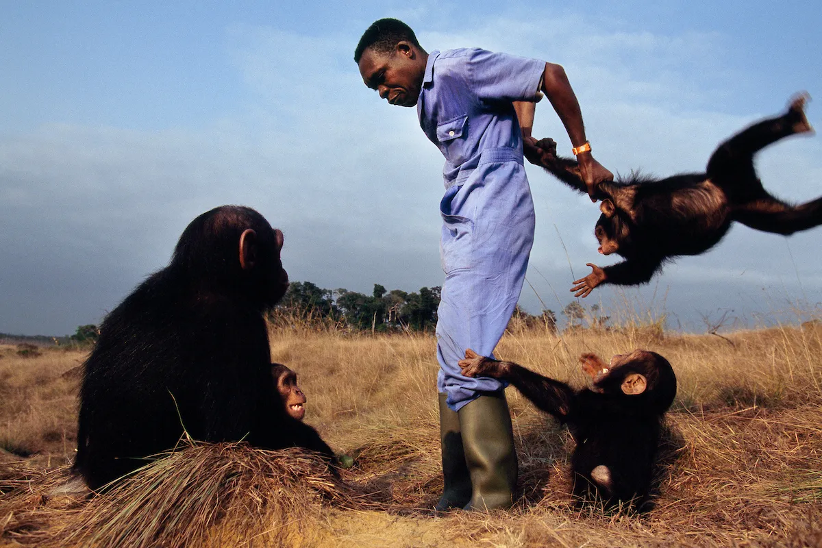 Image may contain Photography Face Head Person Portrait Adult Animal Ape Mammal and Wildlife