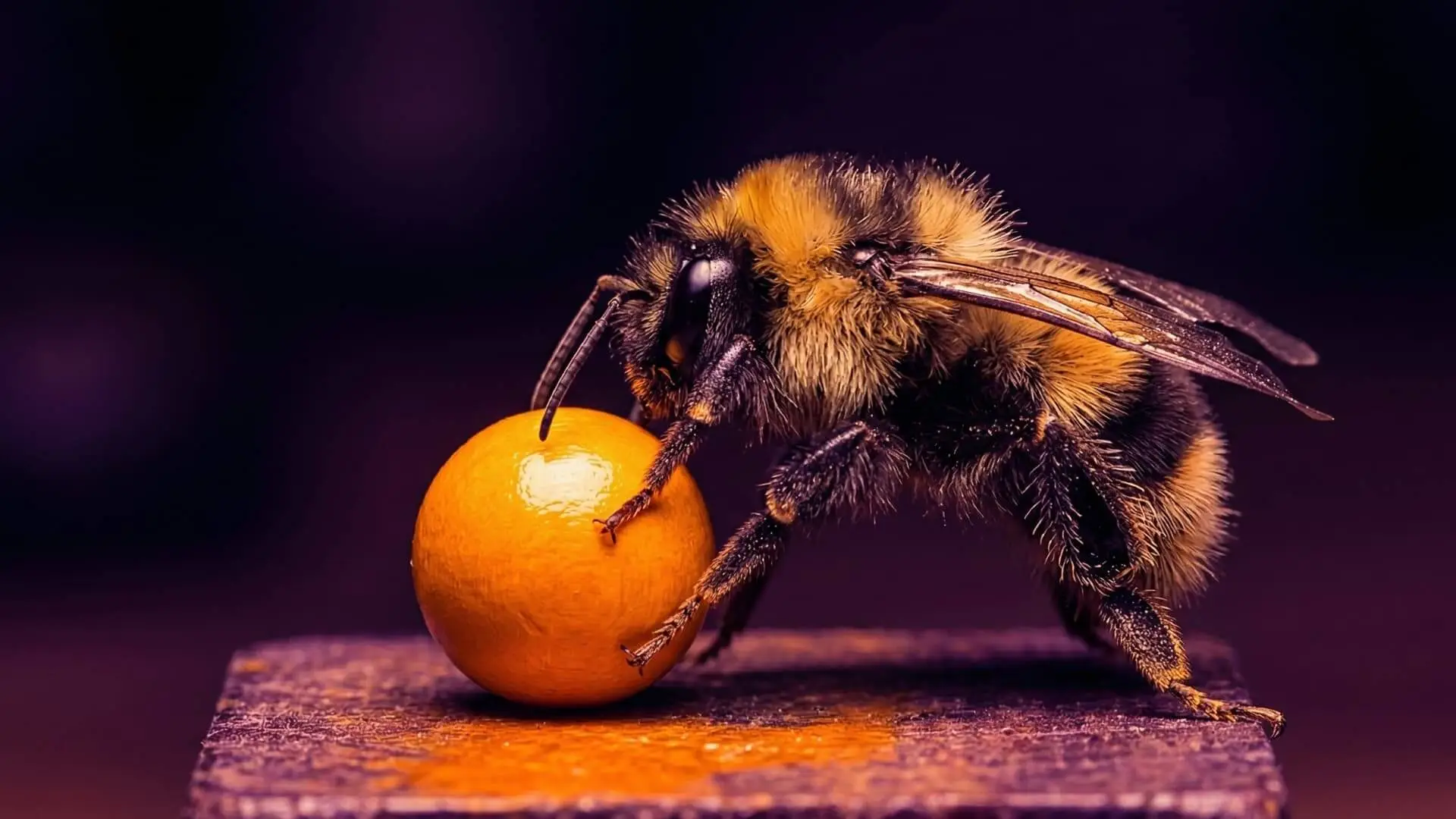 Representación de la gratificación intrínseca donde los insectos demuestran comportamientos de juego asociados a estados afectivos positivos. Foto: Nano Banana / Scruzcampillo.