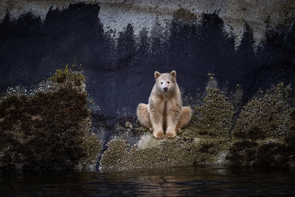 Image may contain Animal Bear Mammal Wildlife and Polar Bear