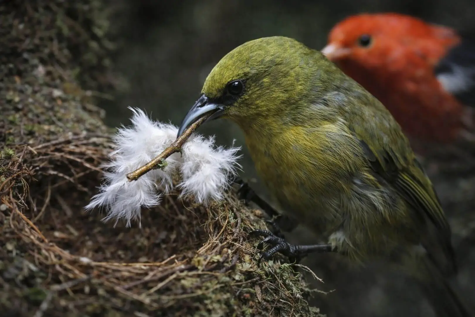 Un estudio en Hawái ha revelado que varias aves nativas saquean nidos vecinos y, en algunos casos, provocan su fracaso reproductivo