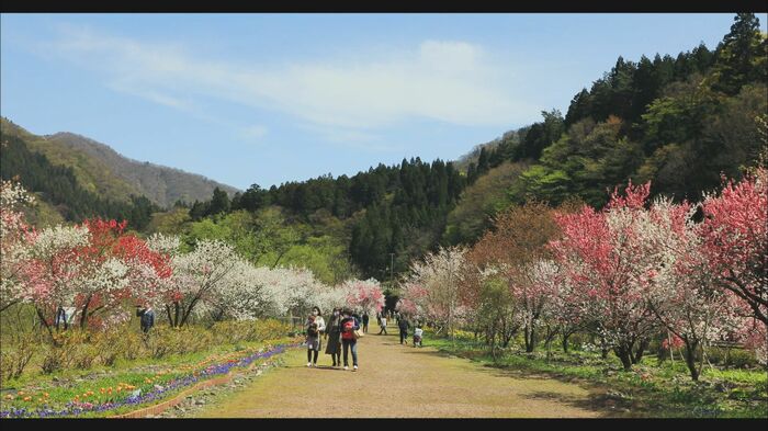 勝原花桃公園