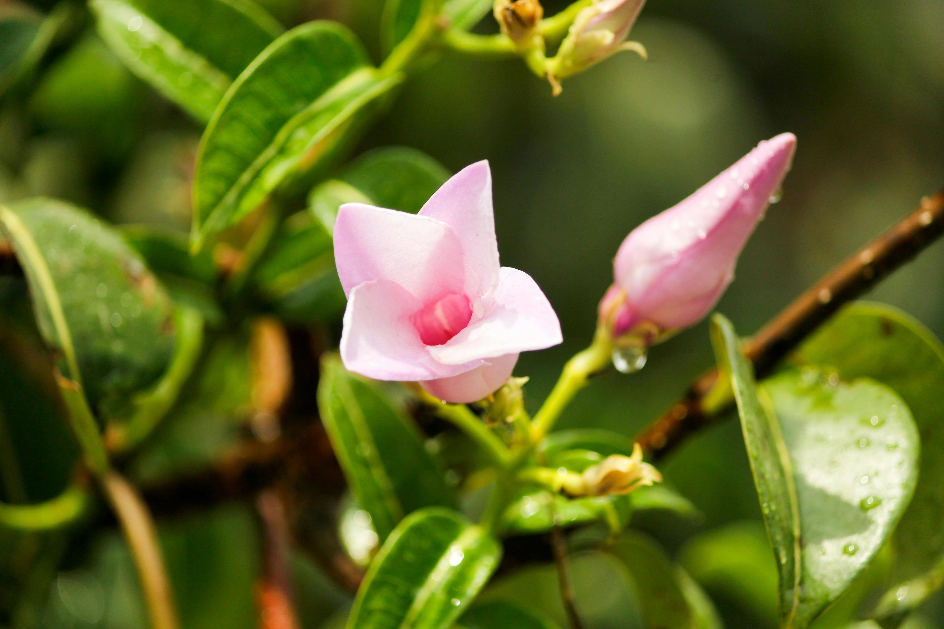 Ni hiedra ni muros desnudos; estas son las plantas trepadoras que tienen flor durante todo el a�o: dipladenia