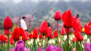 Srinagar, Mar 16 (ANI): A view of tulips blooming at Asia’s largest tulip garden after its inauguration by Jammu & Kashmir Chief Minister Omar Abdullah on the foothills of Zabarwan mountains, in Srinagar on Monday. Srinagar, Mar 16 (ANI): A view of tulips blooming at Asia’s largest tulip garden after its inauguration by Jammu & Kashmir Chief Minister Omar Abdullah on the foothills of Zabarwan mountains, in Srinagar on Monday.