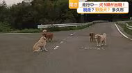 【ドラレコ映像】県道に犬5匹が出現！道路の真ん中で「座り込み」飼い犬？野良犬?【佐賀県】