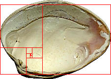 the white bivalve shell, now turned over, showing its inside. over it is drawn in red a spiralling golden ratio diagramme, which doesn't appear to match any of the features of the shell