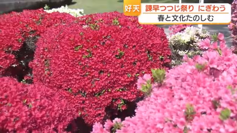 花もグルメも高校生の野点も　長崎・諫早公園はツツジが見頃　好天で諫早つつじ祭りにぎわう｜FNNプライムオンライン