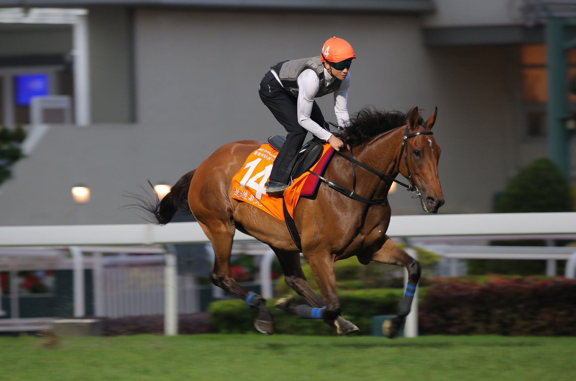 Voyage Bubble, ridden by Jerry Chau, worked on the course proper on Thursday morning.