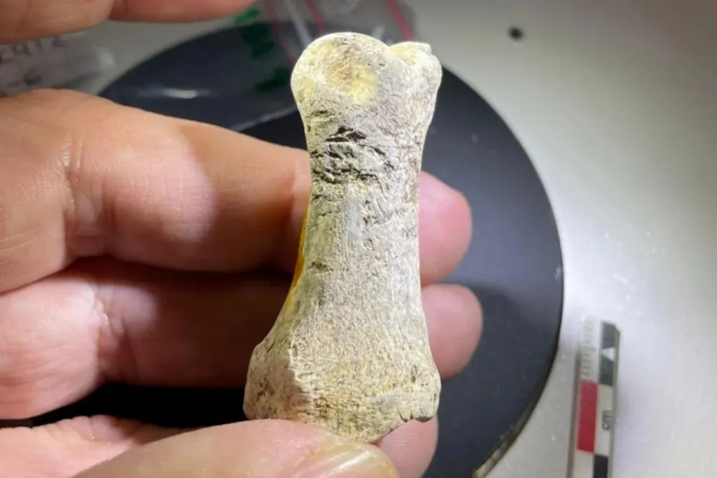 Una herramienta ósea de reno hallada en el yacimiento de Abri Suard