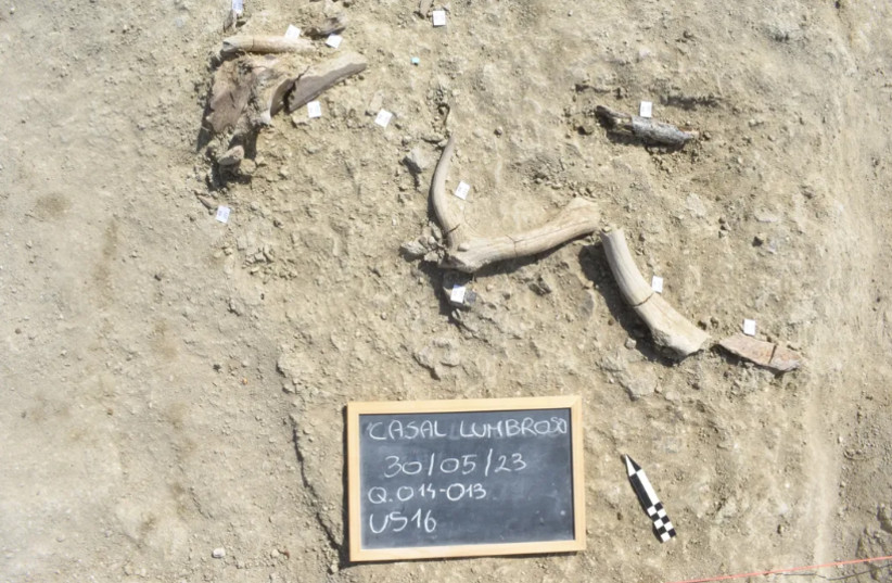 Ancient Roman site reveals early humans butchered straight-tusked elephant and crafted bone tools.