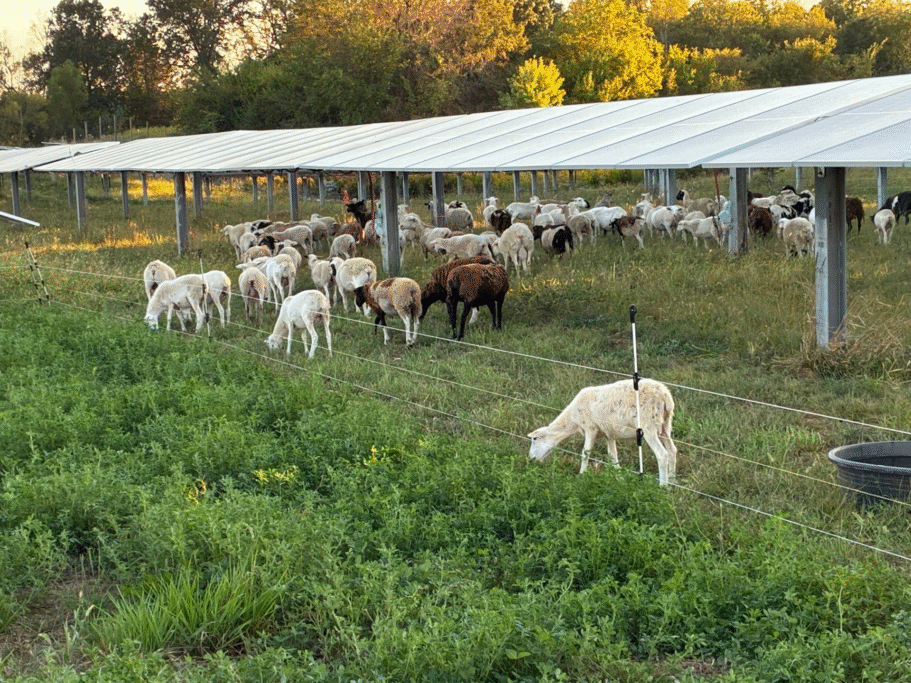 A herd of sheep graze beneath rows of solar panels.