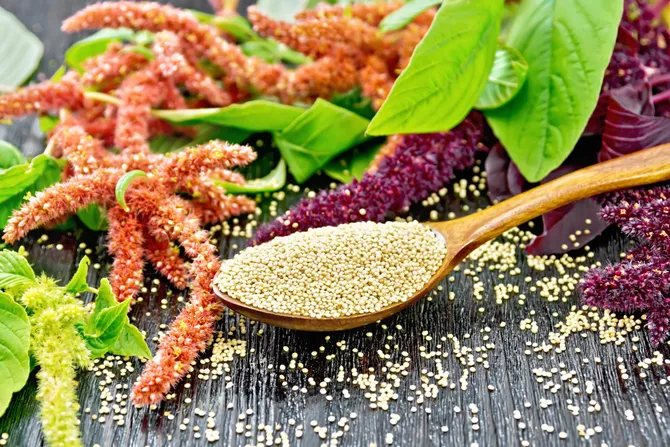Plantbased2 png