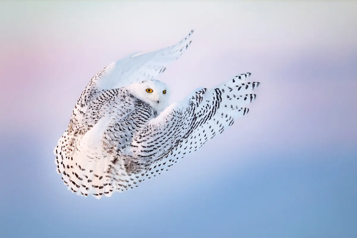 Image may contain Animal Bird and Owl