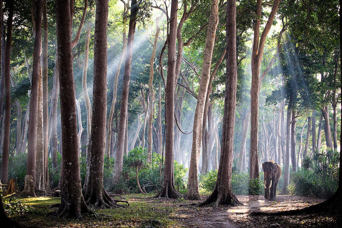 Image may contain Plant Vegetation Tree Land Nature Outdoors Rainforest Jungle and Woodland
