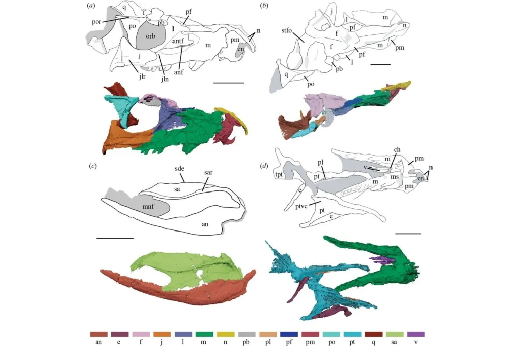 Esquemas anatómicos y reconstrucciones digitales del cráneo de Eosphorosuchus lacrimosa