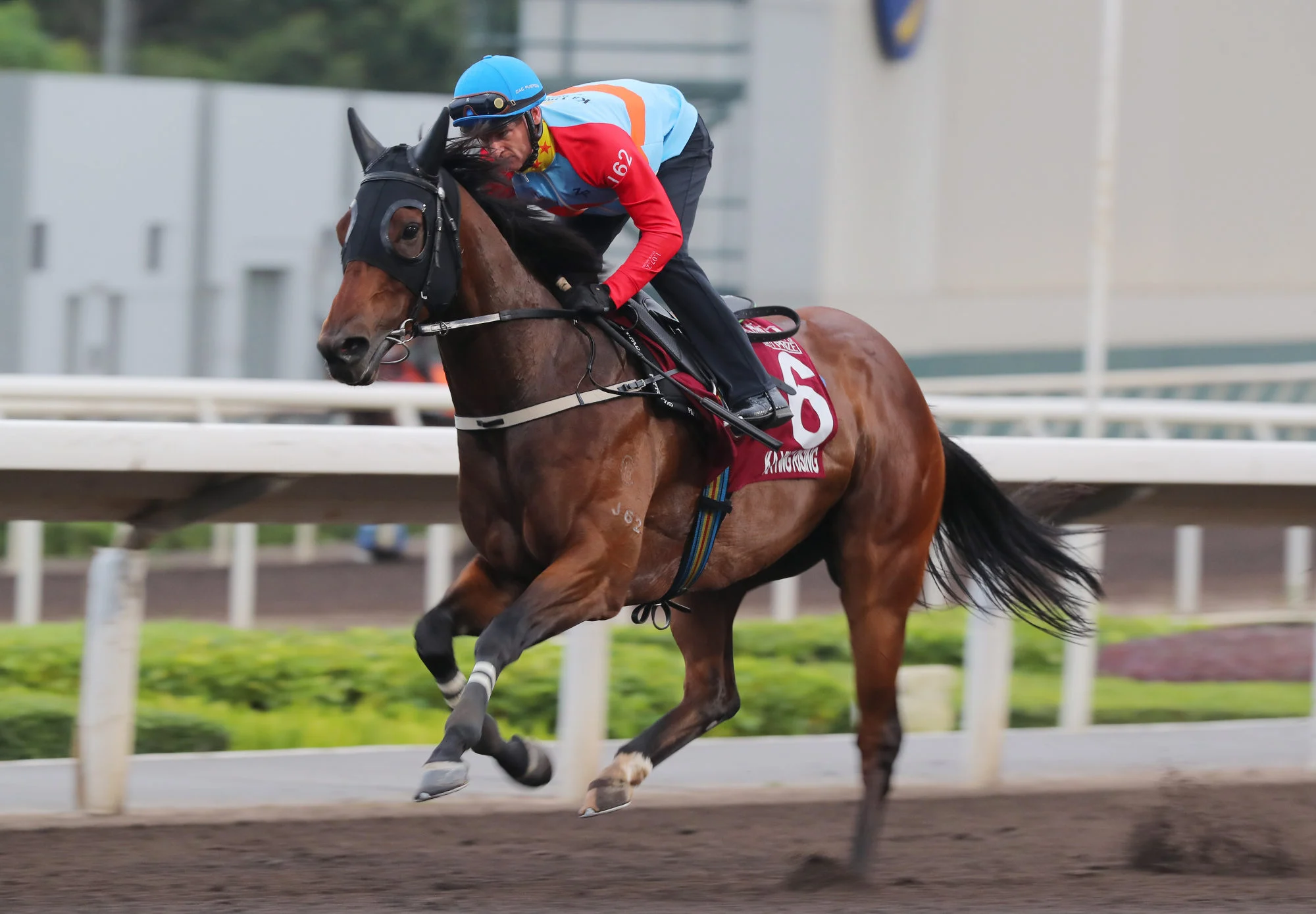 Ka Ying Rising gallops on the dirt on Tuesday morning. Ka Ying Rising gallops on the dirt on Tuesday morning.