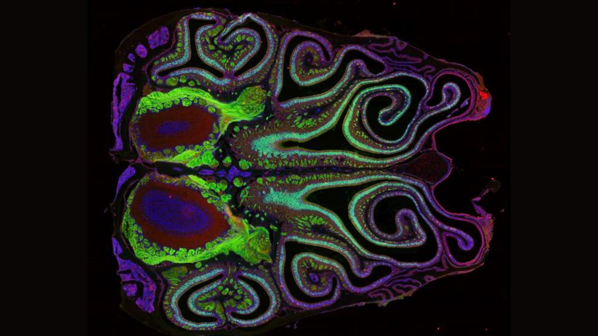 A colorful x-ray image of a mouse nose, showing various pathways with purple, blue and green lines.