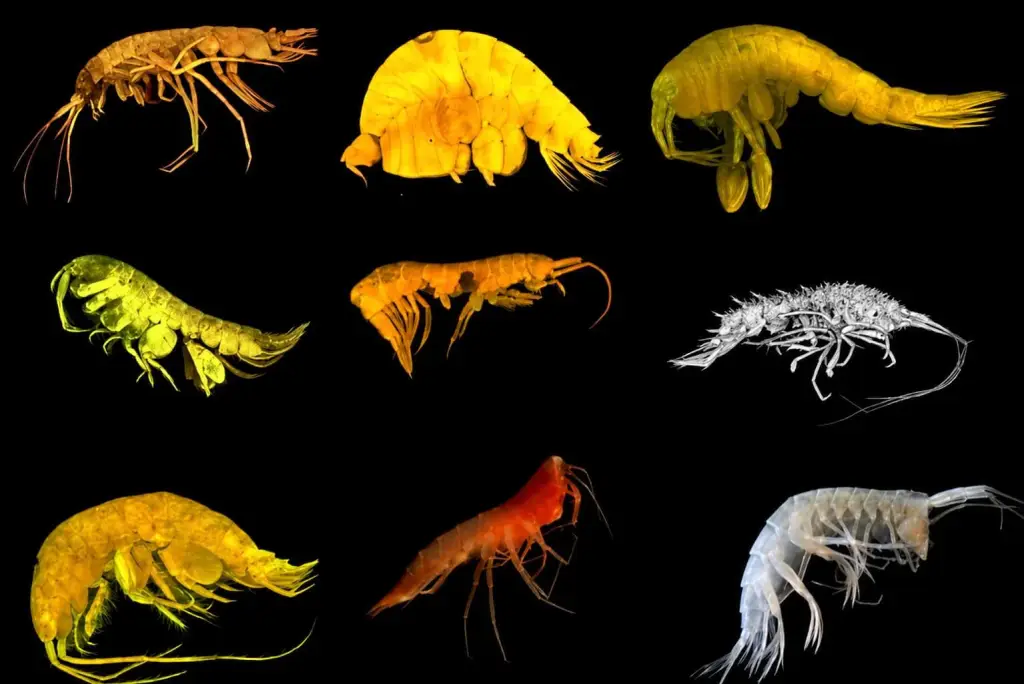 Un detalle de las 24 especies de anfípodos detalladas, colectadas en la zona Clarion-Clipperton. Fuente: Jażdżewska, A.M. & Horton, T. et al. (2026)