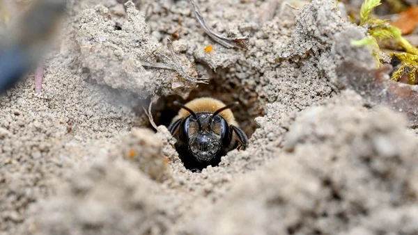 A bee burrows in the ground