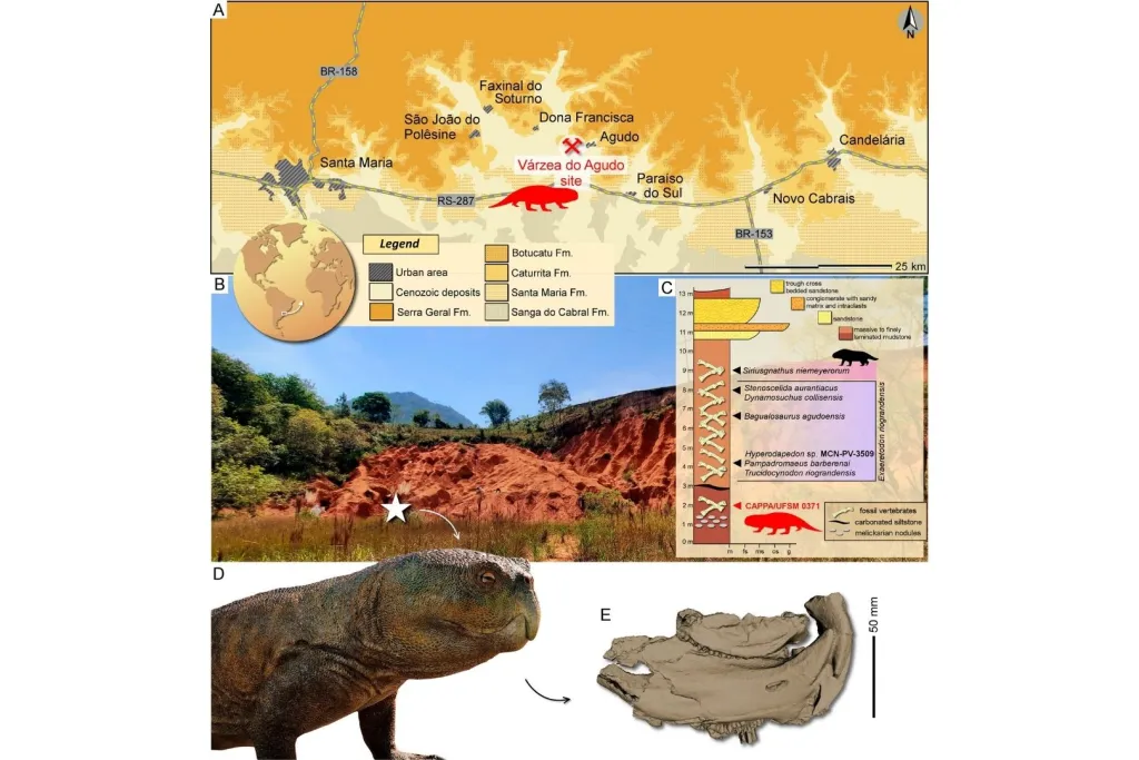 Brasil desentierra un extraño reptil con pico que revela un inesperado vínculo prehistórico entre continentes