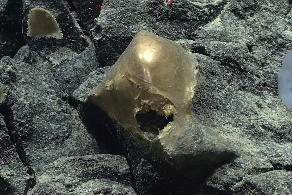 A unos 3.300 metros bajo la superficie del golfo de Alaska apareció esta misteriosa esfera de color dorado