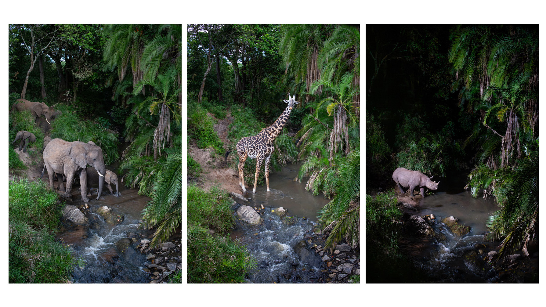A montage of wildlife in a brook in Kenya's Masai Mara