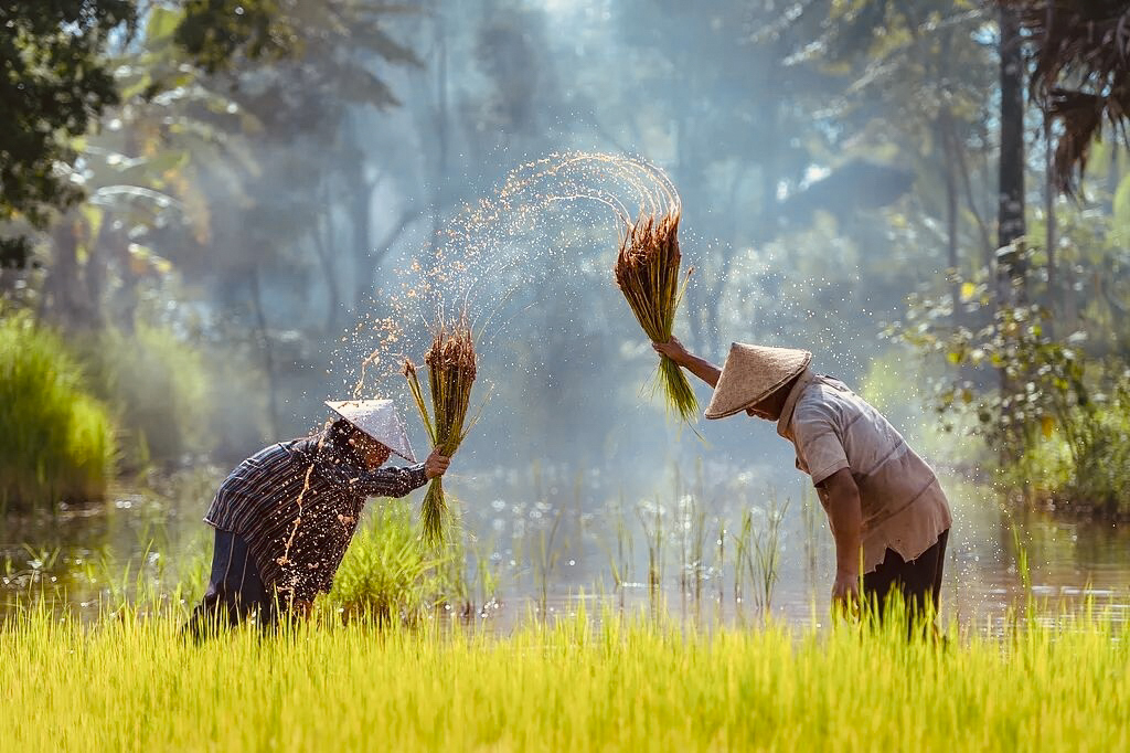 Agricultores trabajando en un campo de arroz a orillas del Mekong.