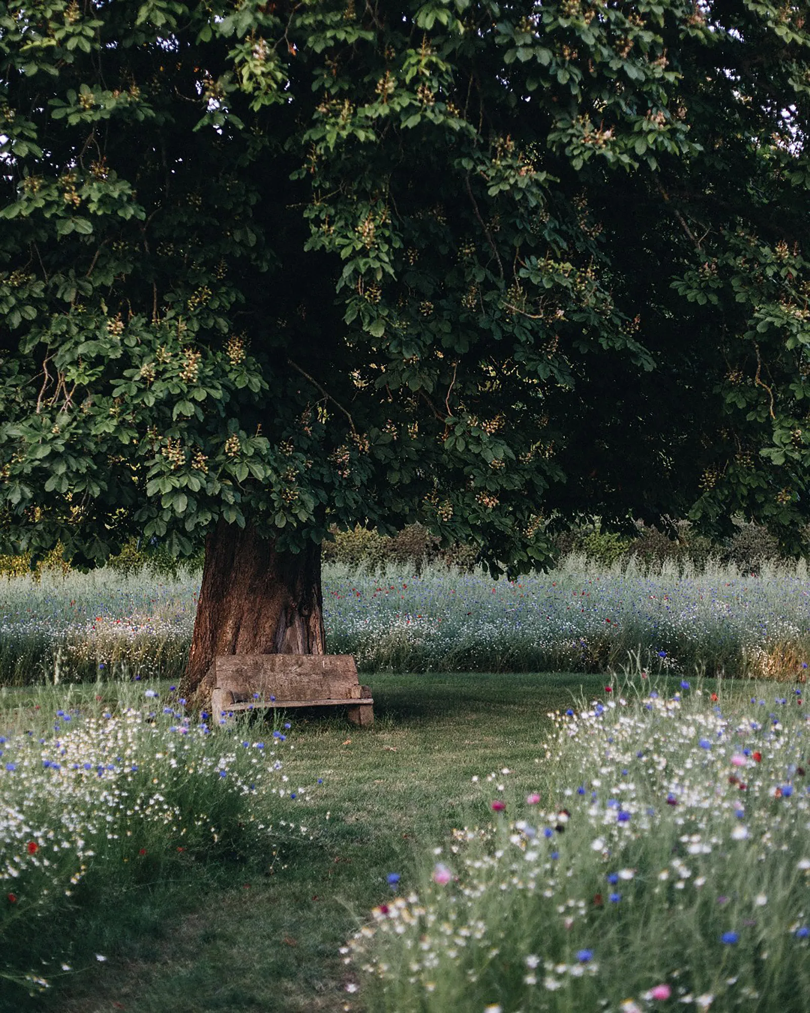 Image may contain Plant Tree Vegetation Grass Grove Land Nature Outdoors Woodland Park Bench and Furniture