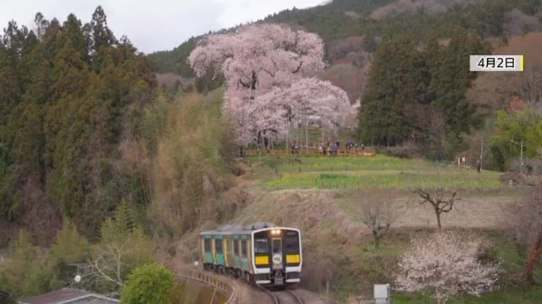 《ふくしま桜紀行2026》矢祭町・戸津辺の桜　みちのくに春を告げる一本桜｜FNNプライムオンライン