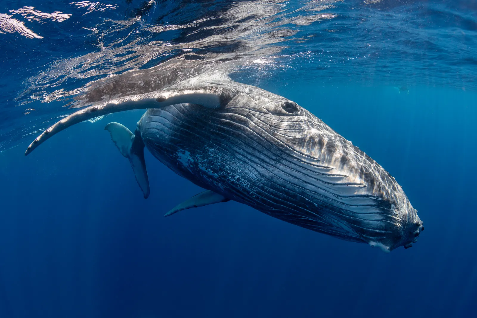 Image may contain Animal Mammal Sea Life Whale Fish and Shark
