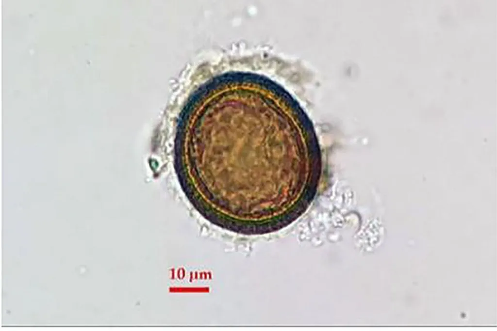 Imagen microscópica de un huevo de tenia (Taenia sp.) hallado en el yacimiento romano de Novae