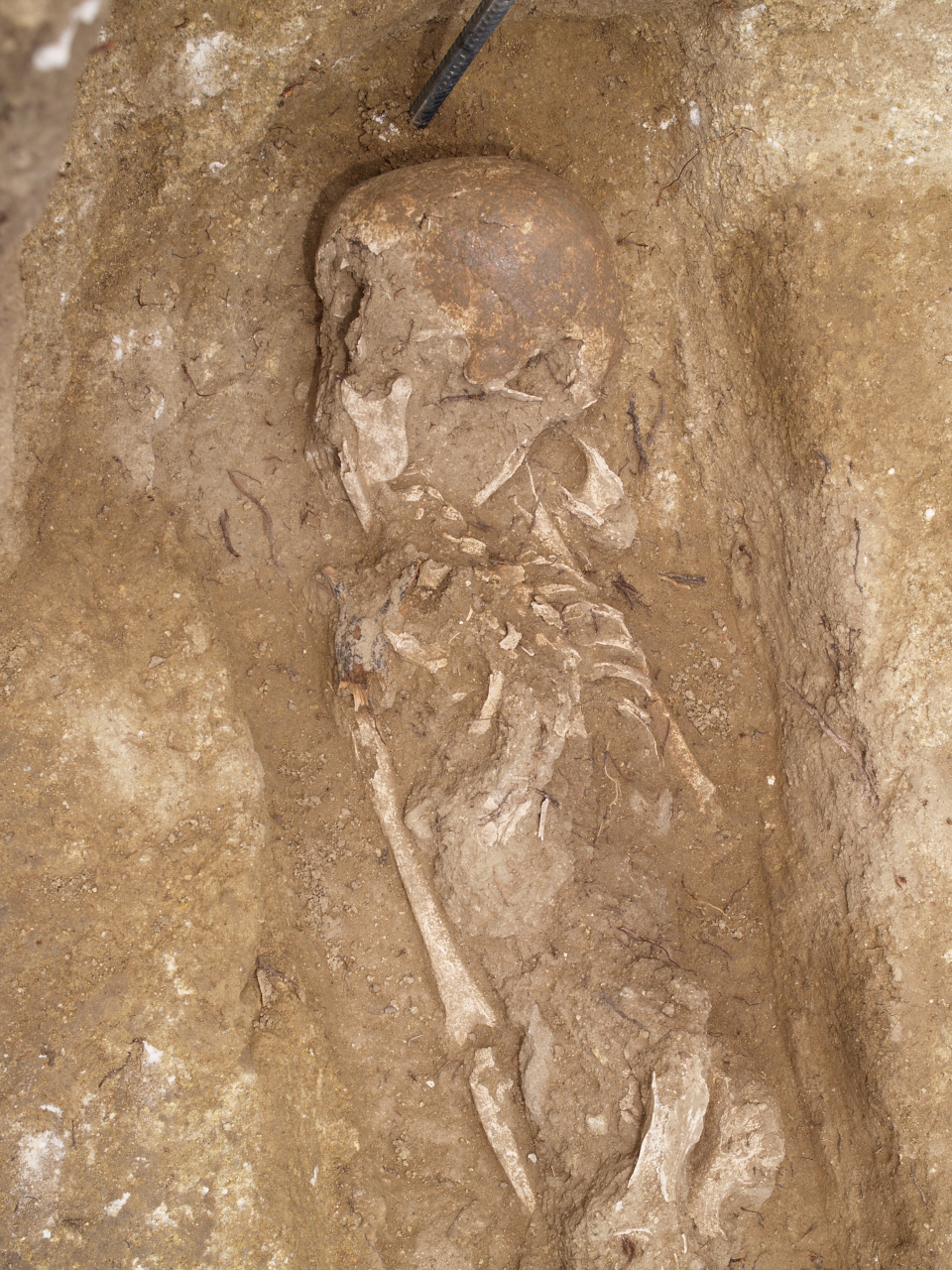 A half unearthed skeleton facing to the left in a rectangular burial pit.