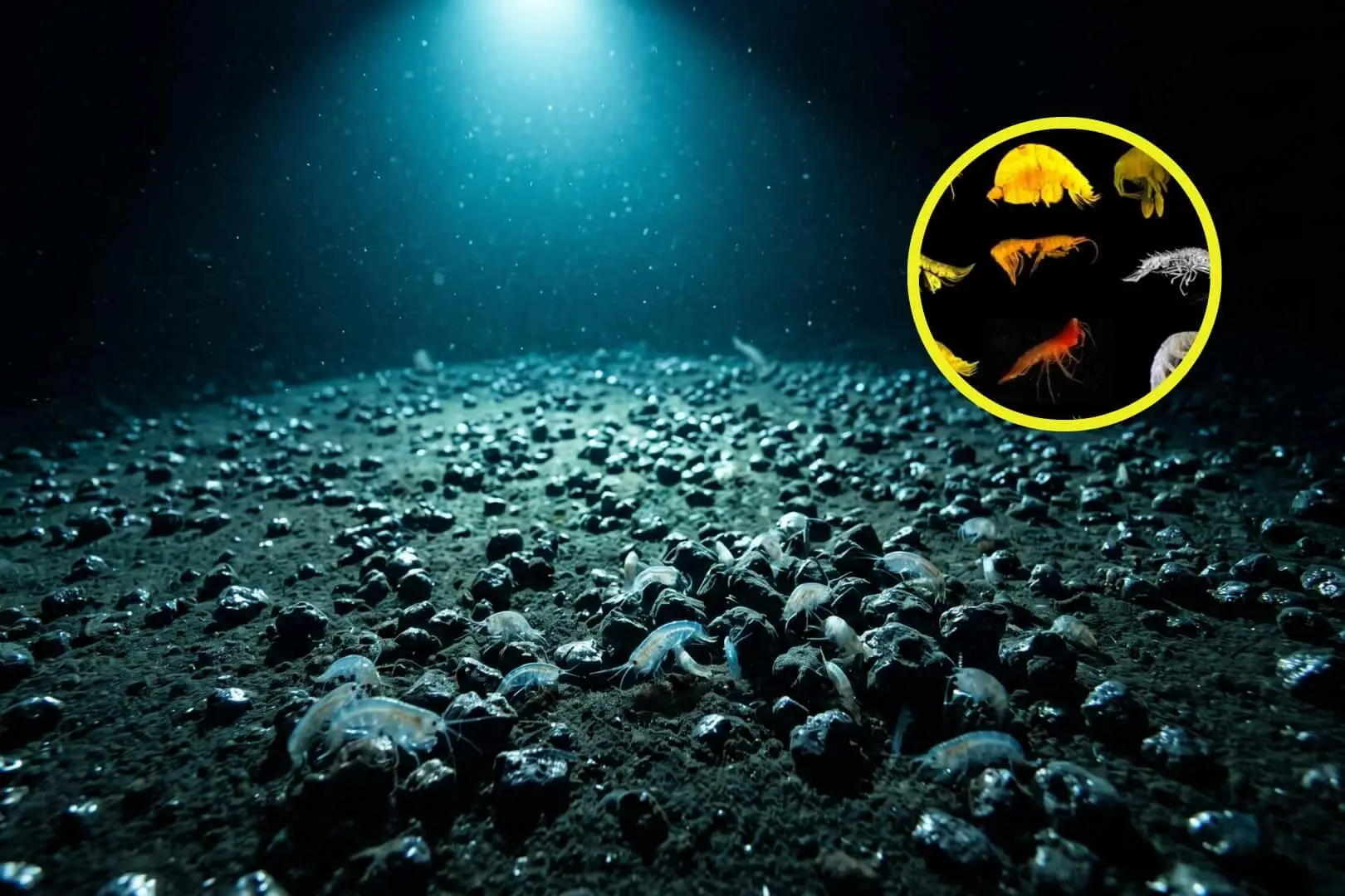 El fondo de la Zona Clarion-Clipperton, a 4.000 metros de profundidad, alberga una biodiversidad que apenas empieza a conocerse. Foto: Nano Banana / Scruzcampillo.