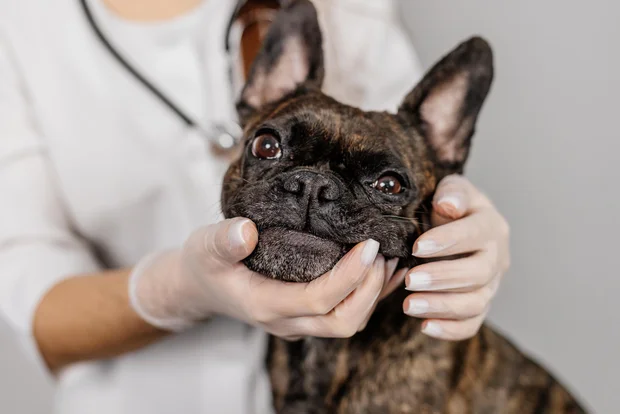 Cute female veterinarian examining a French bulldog dog on a light background. Professional medical care for pets. 