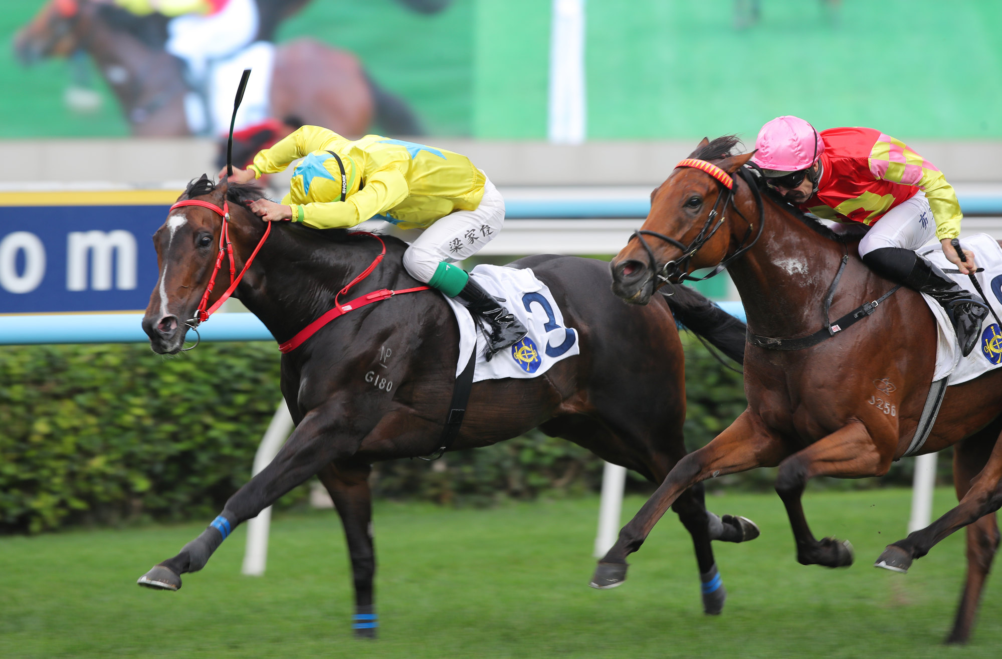 Lucky Sweynesse (left) clings on to beat My Wish at Sha Tin. Lucky Sweynesse (left) clings on to beat My Wish at Sha Tin.