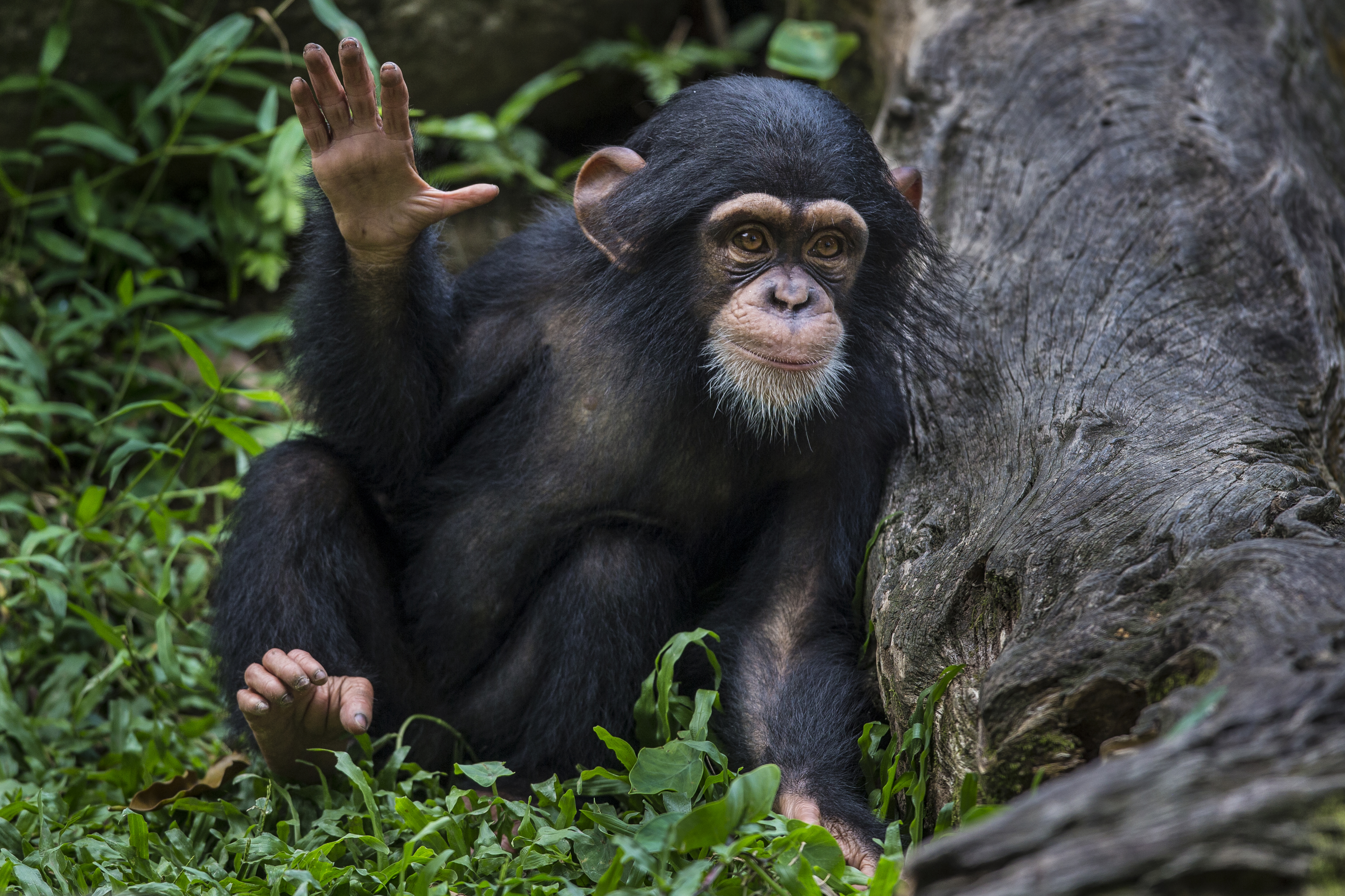 Infant chimpanzee with right hand raised