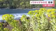 鮮やかな黄色い花…三重県指定の準絶滅危惧種『イワタイゲキ』の花が見頃迎える 数少ない群生地の熊野市井内浦海岸