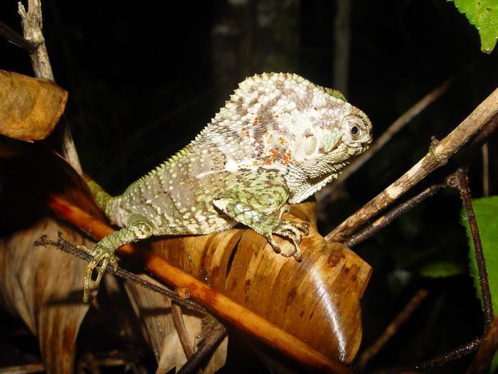 Lagarto de casco en Costa Rica.