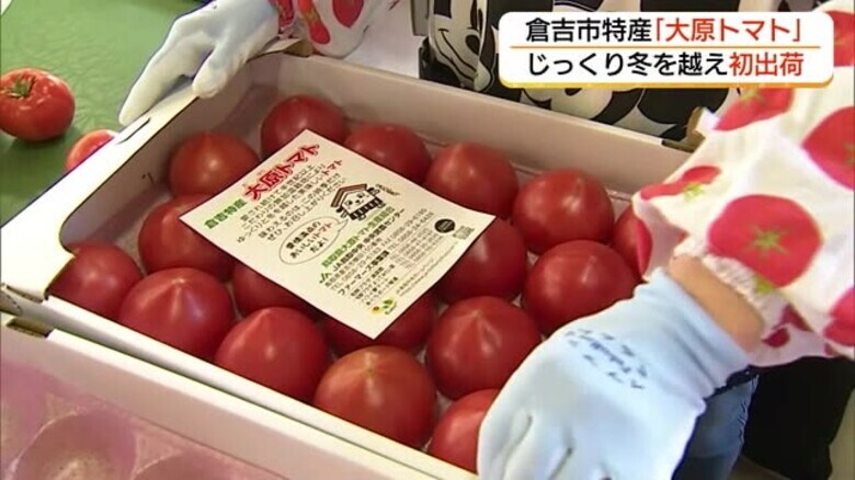 甘みと酸味のバランスが自慢　倉吉特産「大原（おはら）トマト」初出荷　冬を乗り越えじっくり生育（鳥取）｜FNNプライムオンライン